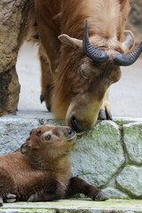 golden takin calf and mom © redpandian