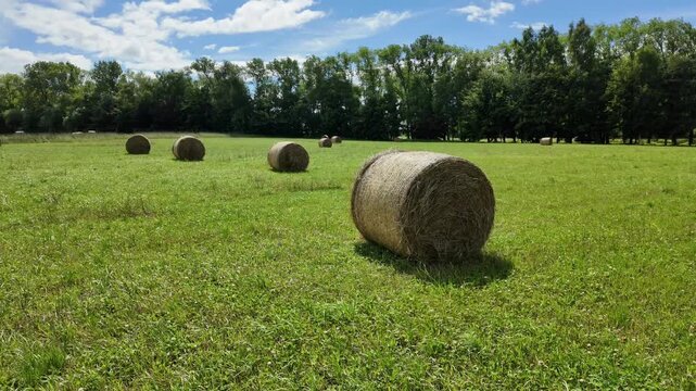 Round hay bales on a green summer meadow field. Agricultural straw rolls on a rural pasture under a blue sky with white clouds.
