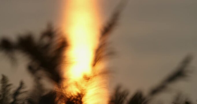 slow pull focus from a dark silhouetted fern in the foreground to a sparkling shimmering silver sea at sunset.  Romantic golden hour reflections of the sun dazzle the water