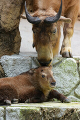 golden takin calf and mom © redpandian