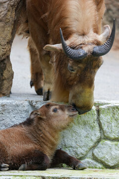 golden takin calf and mom