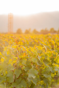 Golden vineyard rows near Lake Geneva at sunrise haze