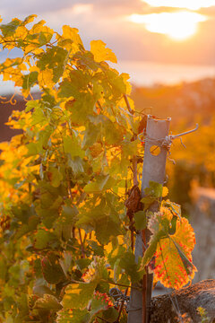 Sunset vineyard leaves overlooking Lake Geneva in autumn