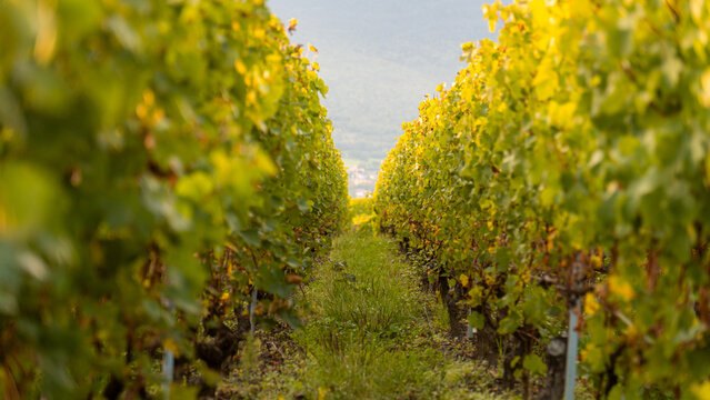 Vineyard rows near Lake Geneva in golden autumn light