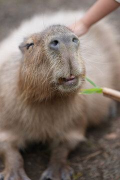 feeding capybara