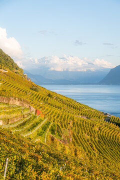 Lakeside vineyard terraces overlooking Lake Geneva at sunset