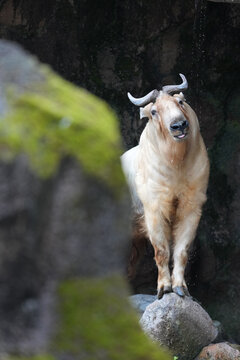 golden takin