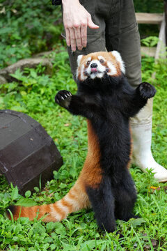 red panda standing