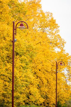 Autumn street lamp beside golden yellow tree foliage