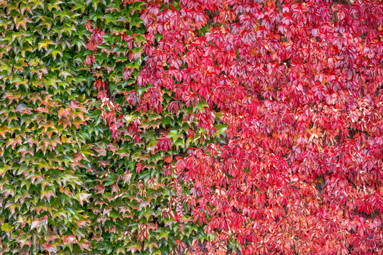 Autumn ivy wall with red and green foliage texture