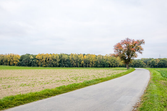 Quiet country road winding past field and autumn tree