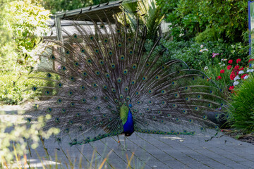 Obraz premium Colorful Peacock Displaying Magnificent Tail Feathers Outdoors
