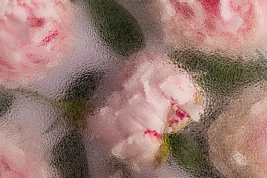 Abstract floral view of delicate pink flowers