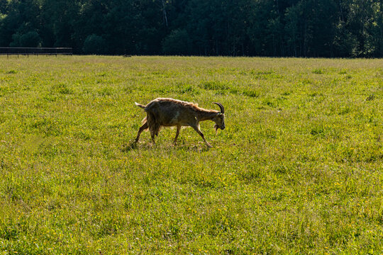 Wild goat grazing in sunny meadow near forest edge