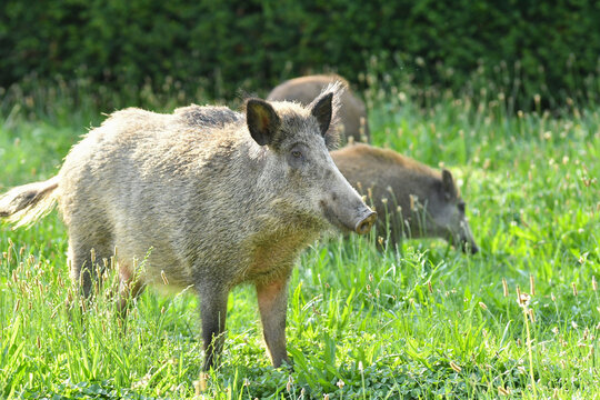 Wildschweine