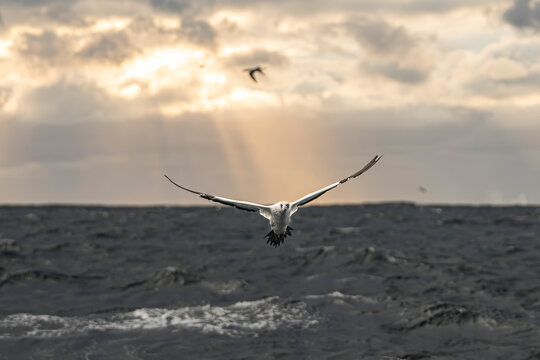 Cape gannet flying beneath dramatic sun rays over the Indian Ocean during the Sardine Run, South Africa