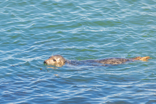 Graceful Seal Swims Serene Sea Waters, Sunlit Ripples Adorn Surface, Wildlife in Natural Aquatic Habitat. Ostend, a coastal city in Belgium, Europe.