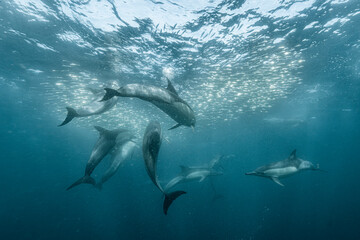 Naklejka premium Common dolphins hunting beneath a shimmering sardine bait ball during the Sardine Run, South Africa