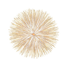 Fototapeta premium spectacular, perfectly formed chrysanthemum firework burst with dense golden-yellow light trails, symmetrical, isolated on a seamless transparent studio background. concept of high-energy spectacle