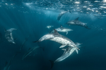 Naklejka premium Common dolphins hunting beneath a sardine bait ball during the Sardine Run in South Africa