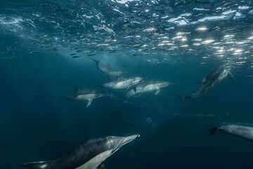 Naklejka premium Common dolphins hunting beneath a sardine bait ball during the annual Sardine Run, South Africa