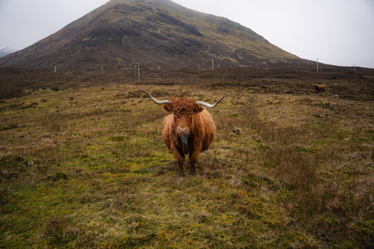 Highland cow in Scottish Highlands pasture under misty hill