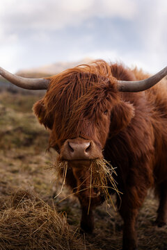 Highland cow eating hay on the Isle of Skye, Scotland