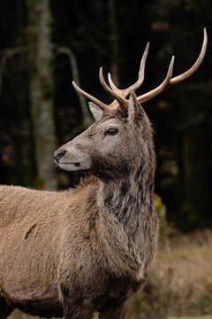 Red deer stag portrait in Scottish Highlands woodland scene