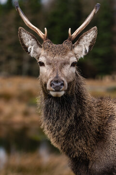 Close-up portrait of red deer stag in the Scottish Highlands