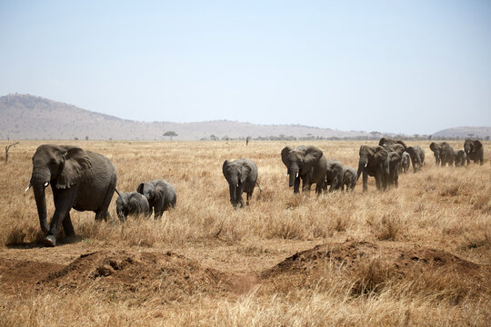 Elephant herd crossing Serengeti savanna in Tanzania
