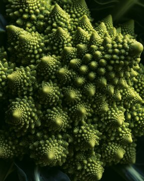 Close up of a romanesco cauliflower showing its unique pattern and texture during daylight