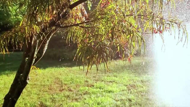 Sprinkler in Park Spraying Water on Lush Green Grass Irrigating and Watering Lawn