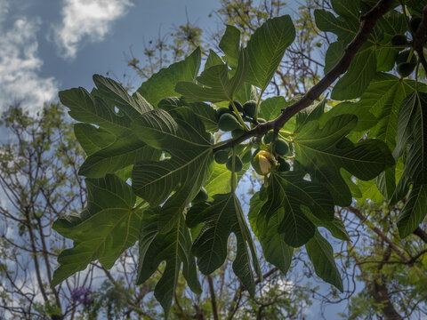 The poervasive aroma of fig trees (Ficus carica) and their ripening fruit, Algarve, South Coast of Portugal
