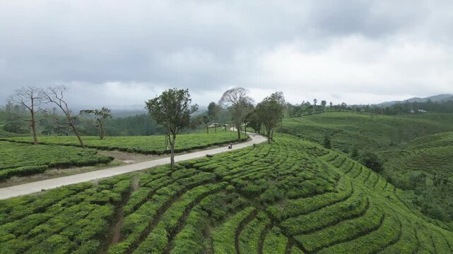 Aerial side view of a motorbike approaching on a rural country road going through a scenic tea field valley in Pangalengan, on an overcast cloudy day in Java, Indonesia