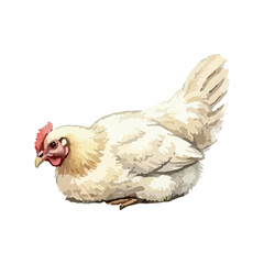 Watercolor vector illustration of a chicken © Menhikki