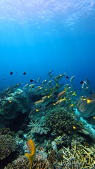 coral reef with fish © shaye20315