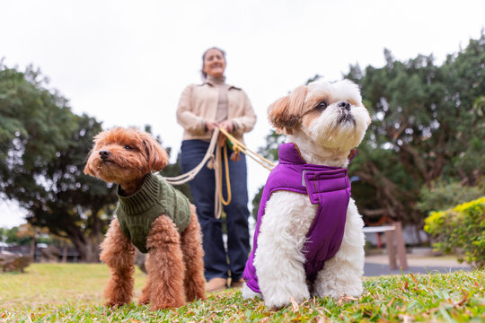 Two dogs in colorful sweaters on a walk in Taiwan