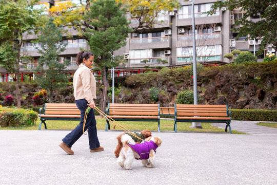 Woman walking two small dogs in a Taiwan park