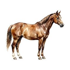 Obraz premium Watercolor vector illustration of a horse