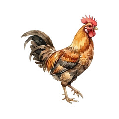 Rooster watercolor vector illustration © Menhikki