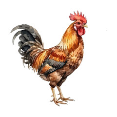 Rooster watercolor vector illustration © Menhikki