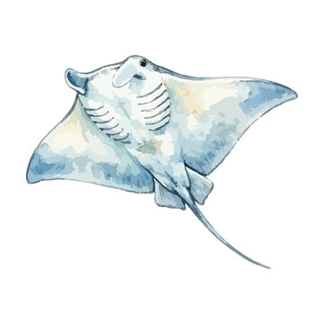 Vector watercolor illustration of a stingray