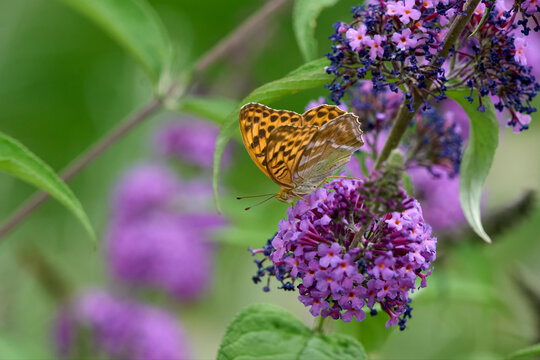  Silver-washed Fritillary (Argynnis paphia) butterfly Feeding on Purple Buddleia Flower with Soft Green Background