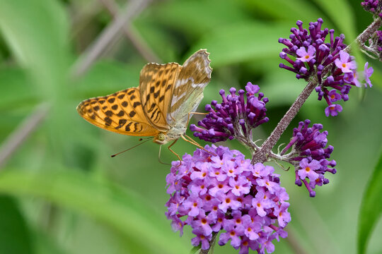  Silver-washed Fritillary (Argynnis paphia) butterfly Feeding on Purple Buddleia Flower with Soft Green Background