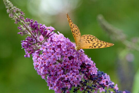  Silver-washed Fritillary (Argynnis paphia) butterfly Feeding on Purple Buddleia Flower with Soft Green Background
