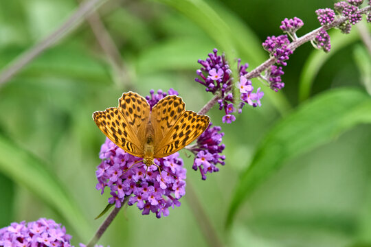  Silver-washed Fritillary (Argynnis paphia) butterfly Feeding on Purple Buddleia Flower with Soft Green Background