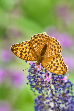  Silver-washed Fritillary (Argynnis paphia) butterfly Feeding on Purple Buddleia Flower with Soft Green Background
