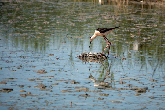 A black-winged stilt in the middle of the water with a nest of eggs in France