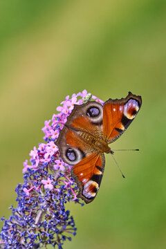 European Peacock (Aglais io) Butterfly Feeding on Purple Buddleia Flower