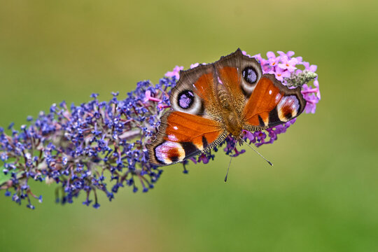 European Peacock (Aglais io) Butterfly Feeding on Purple Buddleia Flower